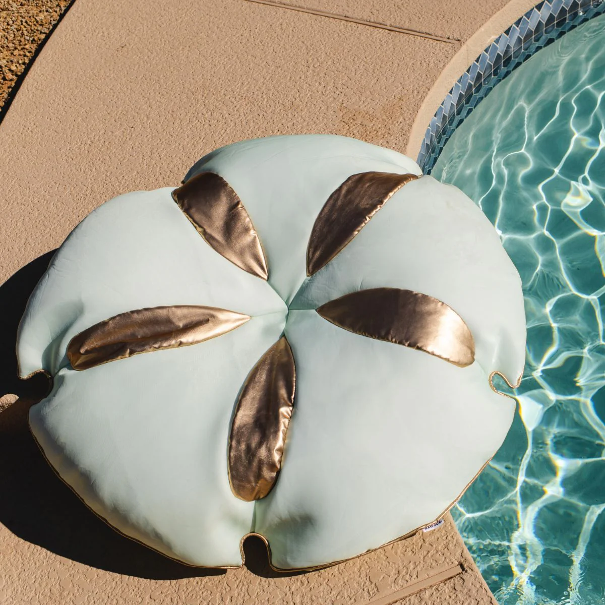 Sand Dollar - Image 5